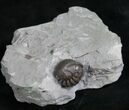 Enrolled Flexicalymene Trilobite In Matrix #8320-2